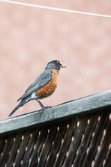 Robin sitting on a fence