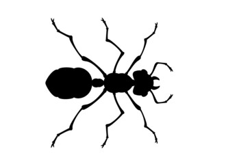 ant vector illustration top view white background