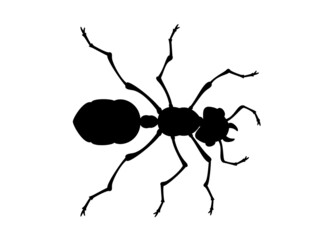 ant vector illustration top view working 2 white background