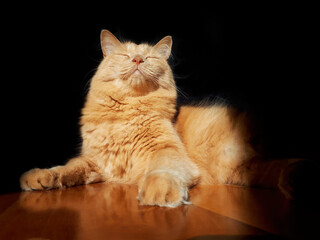 Cat enjoying the sun and the heat with black background. Wonderful cat that looks like a sphinx.