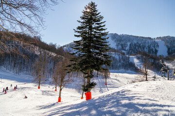 Landscape with winter forest and bright sunbeams. Sunrise, sunset in beautiful snowy forest.