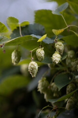 Hop hornbeam tree