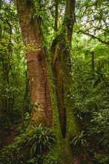 ancient tree in brazilian jungle