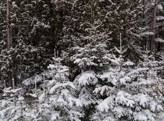 534-05 Snow Forest