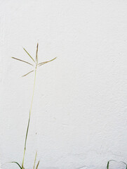 grass flower on white wall