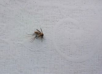 common house mosquito on white table