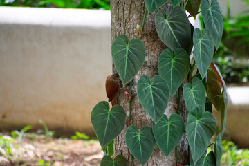 Pájaro Carpintero