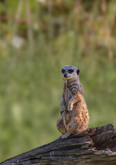 meerkat standing on a log watching out for danger