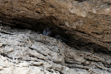 Rock texture, structure of mountains, stone mountain trail, Crimean mountains, background close up