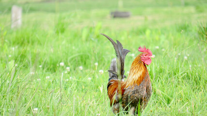 Fototapeta premium rooster in the grass