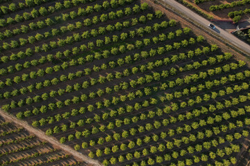 Campo de naranjos desde el aire, vista de pájaro (dron) líneas.