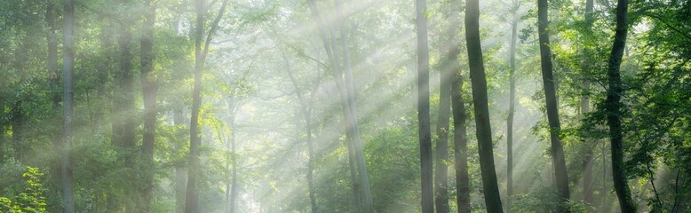 HighRes Panoramic Background of Green Forest with sunbeams through morning fog	 - 476318096