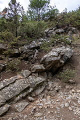 Natural reserve juniper grove on the Crimean peninsula, beautiful landscape with coniferous trees and mountains, the concept of tourism and travel