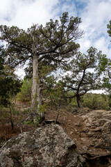 Natural reserve juniper grove on the Crimean peninsula, beautiful landscape with coniferous trees and mountains, the concept of tourism and travel