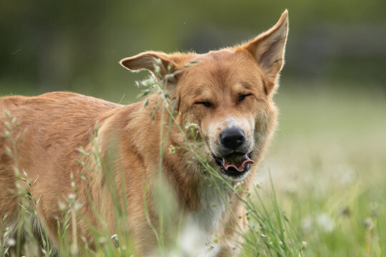 Hund nießt im Gras