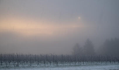 A sunrise behind heavy fog, softly lighting an Oregon vineyard and silhouettes of fir trees.