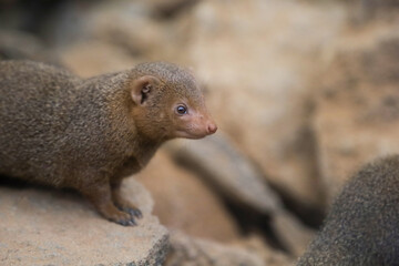 Dwarf mongoose in the zoo