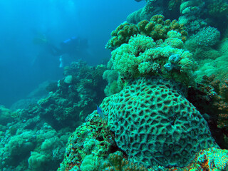 Coral reef and scuba diver