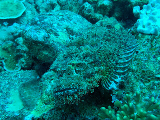 Naklejka na ściany i meble scorpion fish in the coral