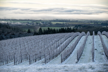 Fototapeta premium A snow covered hilltop vineyard in Oregon shows lines of vines rising over the hill and leading the eye to the horizon. 