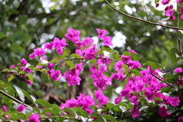 More curazao flowers