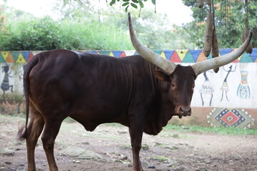 Ankole Watusi, the Big and Long Horned African Cow