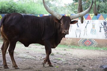 Ankole Watusi, the Big and Long Horned African Cow