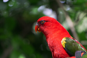 closeup of macaw bird