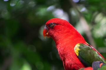closeup of macaw bird