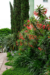 beautiful green bush with red flowers on the street, Novo Hamburgo, Rio Grande do Sul, Brazil