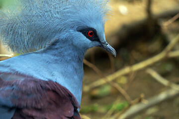 closeup of exotic pigeon bird