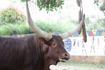 Ankole Watusi, the Big and Long Horned African Cow
