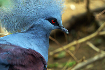 closeup of exotic pigeon bird