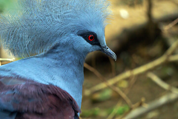 closeup of exotic pigeon bird