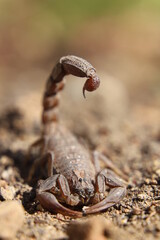 scorpion on the ground