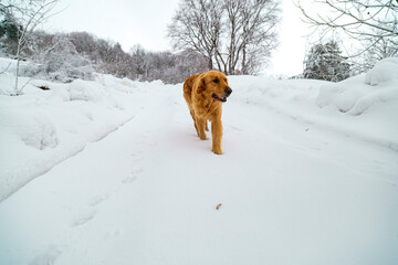 yellow cute dog playing on snow. Landscape with winter forest 
