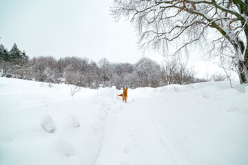 yellow cute dog playing on snow. Landscape with winter forest 