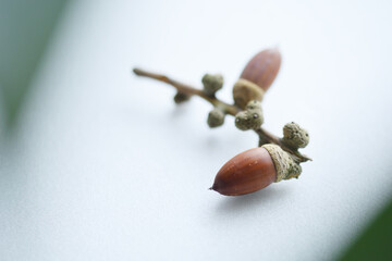 Acorns on the white board