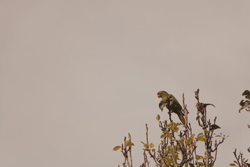 green parrot resting on the top of the tree