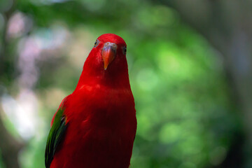 close up of parrot