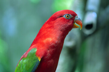 close up of parrot