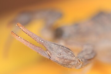 scorpion claw