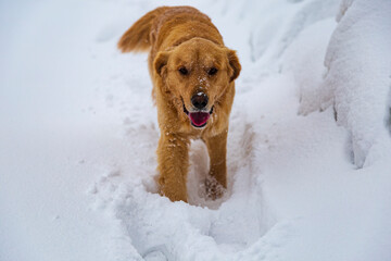 yellow cure dog palying on snow. Landscape with winter forest 