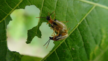 inseto besouro - coleoptera