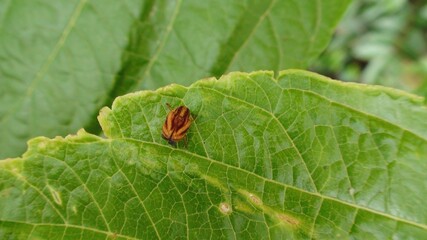 inseto besouro - coleoptera