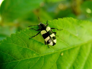inseto besouro - coleoptera