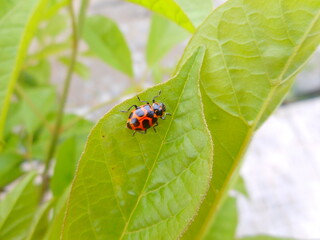 inseto besouro - coleoptera