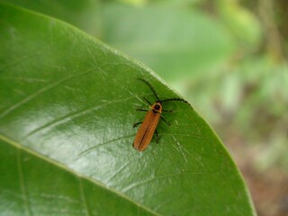 inseto besouro - coleoptera