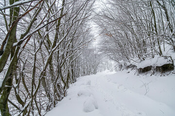 Landscape with winter forest and bright sunbeams. Sunrise, sunset in beautiful snowy forest.