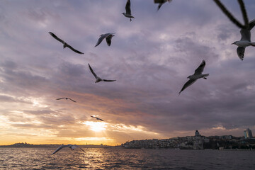 Naklejka na ściany i meble seagulls flying over the sea. beautiful natural sunset and clouds